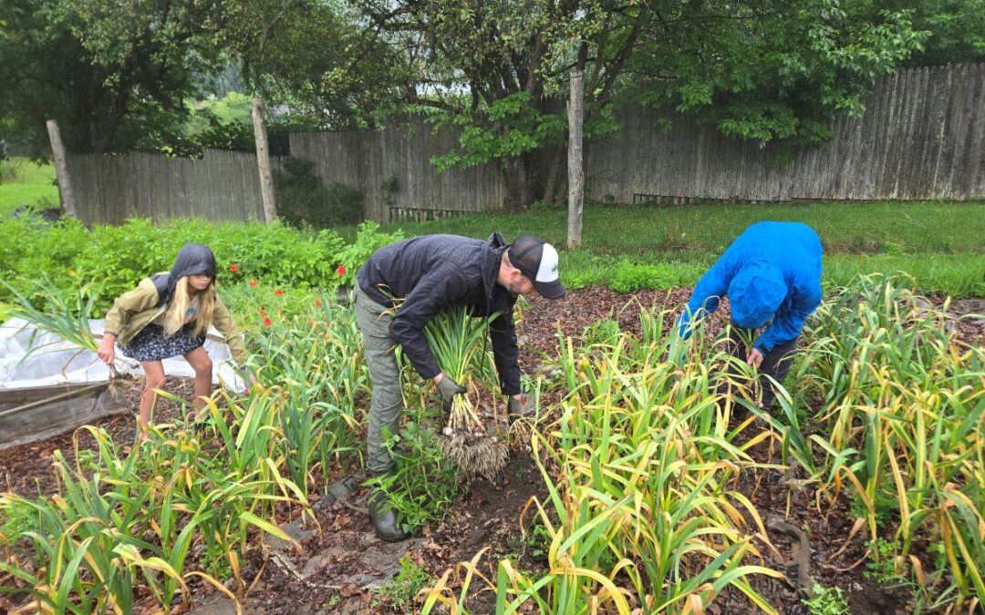 Feeding and Seeding with the Garlic Harvest