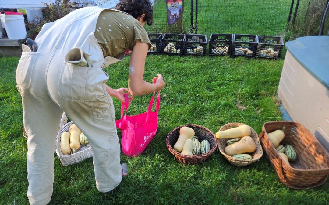 Winter Squash Harvest Before a Frost