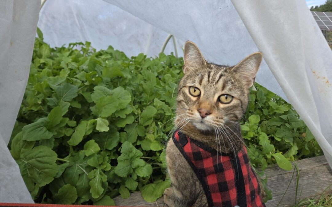 Eating Well from the Fall Garden