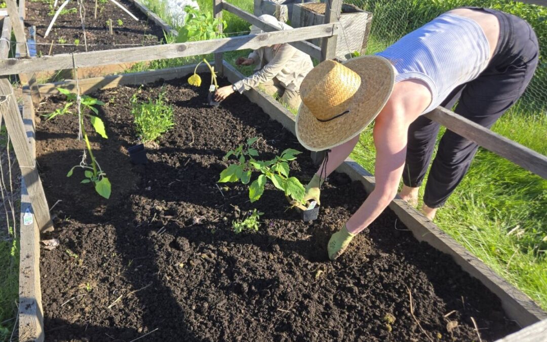 Seedlings in the Earth