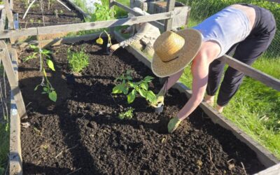 Seedlings in the Earth