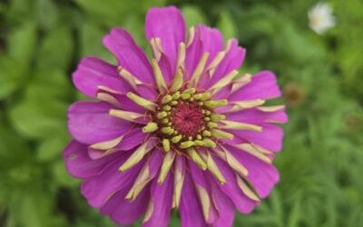 The Power of Flowers at the Montpelier Area Senior Center
