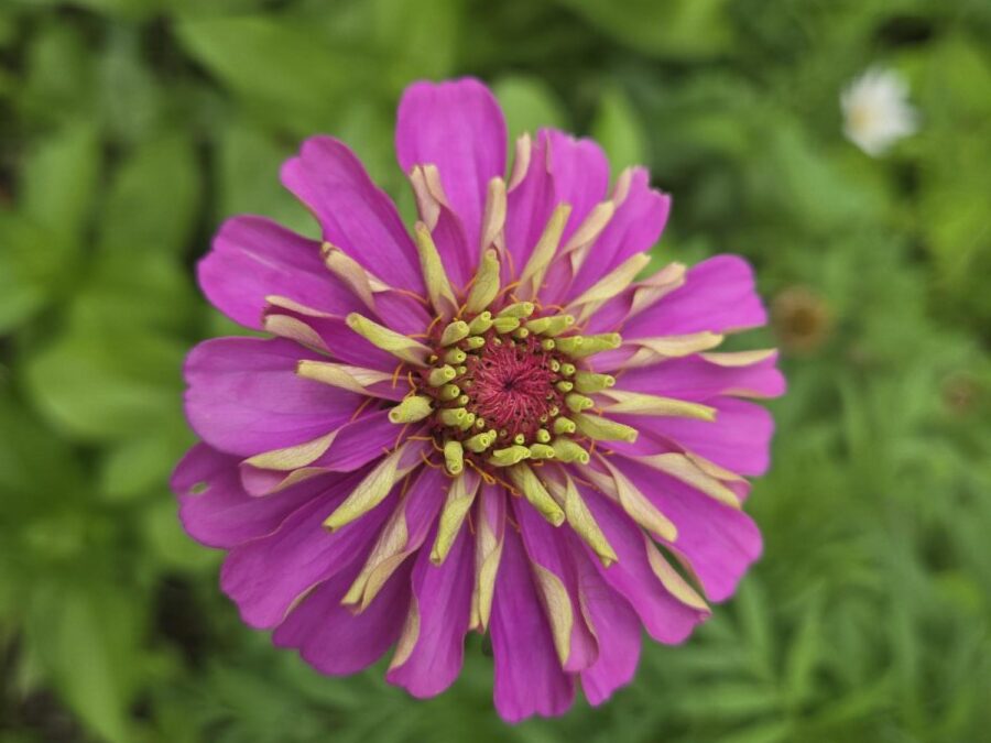The Power of Flowers at the Montpelier Area Senior Center